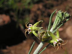 Miraglossum pulchellum