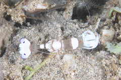 Ancylomenes magnificus