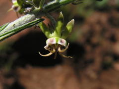 Miraglossum pulchellum