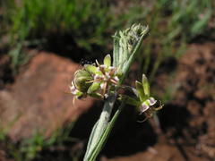 Miraglossum pulchellum