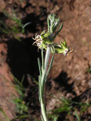 Miraglossum pulchellum