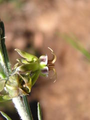 Miraglossum pulchellum