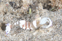 Ancylomenes magnificus