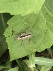 Acrididae