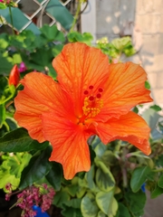 Hibiscus rosa-sinensis