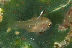 Ostorhinchus hoevenii