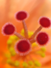 Hibiscus rosa-sinensis