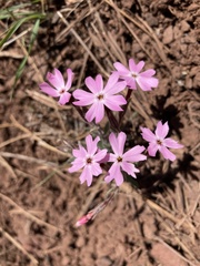 Phlox amabilis