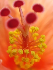 Hibiscus rosa-sinensis