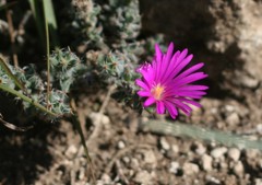 Trichodiadema intonsum