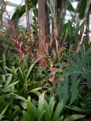 Vriesea philippocoburgi