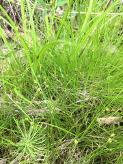 Carex interior