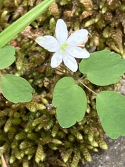 Thalictrum clavatum