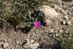 Trichodiadema intonsum