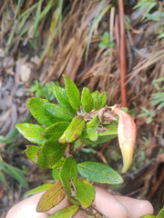 Siphocampylus columnae