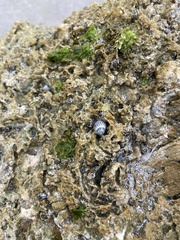 Echinolittorina placida