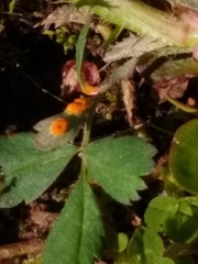 Phragmidium rosae-multiflorae