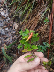 Siphocampylus columnae