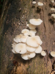 Favolaschia manipularis