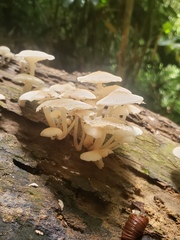 Favolaschia manipularis