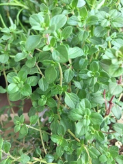 Thymus × citriodorus