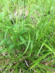 Carex gracillima