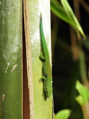 Phelsuma quadriocellata