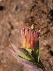 Lasiosiphon kraussianus kraussianus