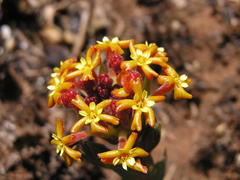 Lasiosiphon kraussianus kraussianus