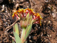 Lasiosiphon kraussianus kraussianus