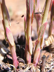 Lasiosiphon kraussianus kraussianus