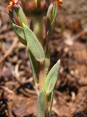 Lasiosiphon kraussianus kraussianus
