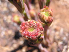 Lasiosiphon kraussianus kraussianus