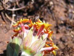 Lasiosiphon kraussianus kraussianus