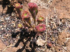 Lasiosiphon kraussianus kraussianus