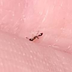 Monomorium minimum