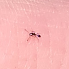 Monomorium minimum