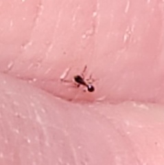 Monomorium minimum