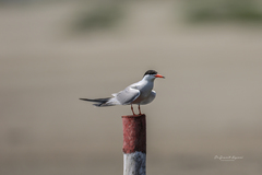 Sterna hirundo