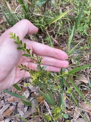 Vaccinium myrsinites image
