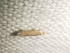 Phyllonorycter delitella