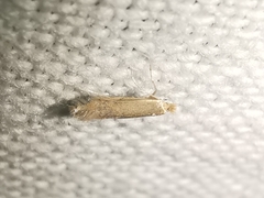 Phyllonorycter delitella