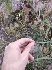 Mostacillastrum stenophyllum
