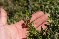Fockea edulis