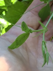 Lathyrus odoratus