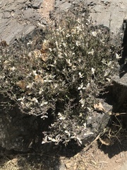 Carlowrightia arizonica