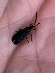 Calochromus perfacetus