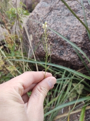 Mostacillastrum stenophyllum