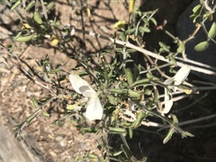 Carlowrightia arizonica