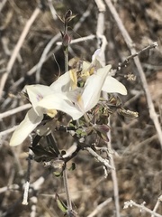 Carlowrightia arizonica